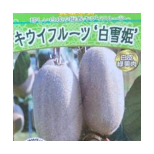 キウイフルーツ 白雪姫 （メス） 4.5号(13.5cm) ポット苗 果樹苗木
