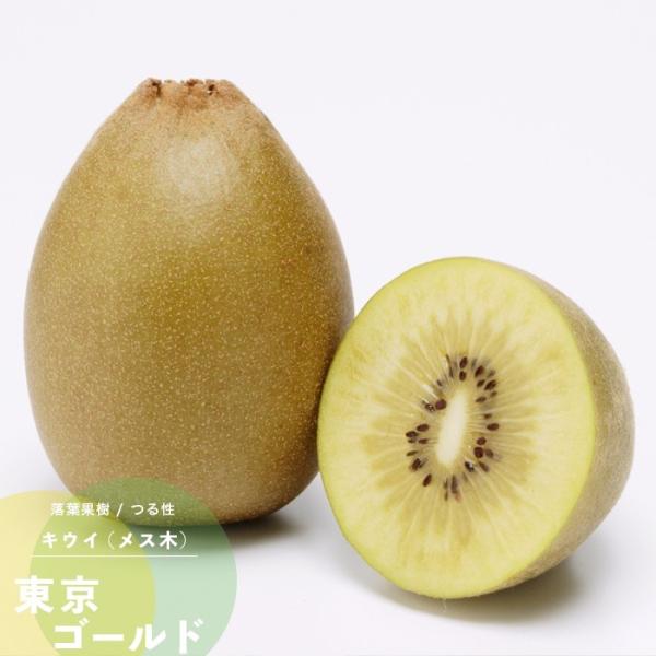 LEC t[c ʎ c S[h X 1N ڂ 4.5 13.5cm |bg t 鐫