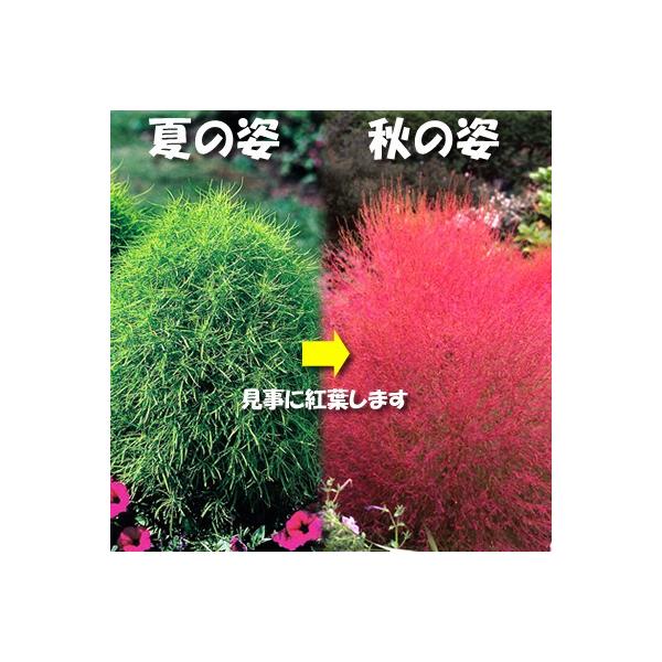 コキア ほうき草 ２株セット イングリッシュガーデン 苗 花のレビュー クチコミとして参考になる投稿2枚 Roomclip Item