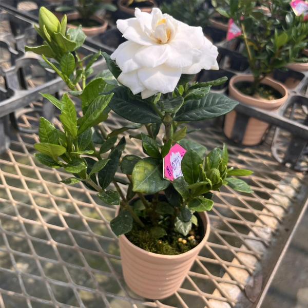 薫るバラ咲きくちなし ヌマタクチナシ 3号（直径9cm）プラ鉢 八重咲き