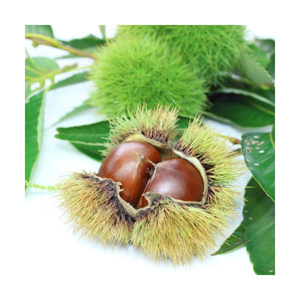 I ʎ c  VÊÌI 1Nږؕc 4.5 (a13.5cm)|bg Ă񂵂񂠂܂  N t   nA 