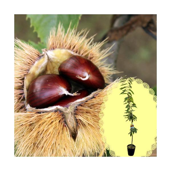 I c ʎ N H t oZ[ 2N`3N 7 a21cm |bgc is̒PƔi A ƒ