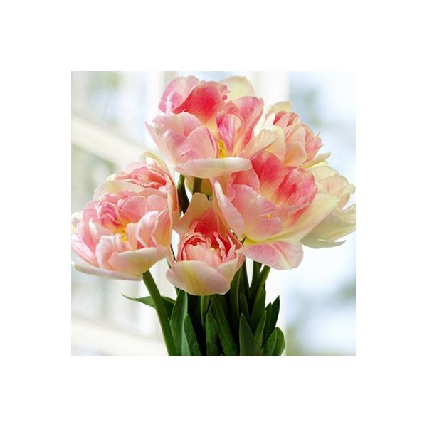 チューリップ アンジェリケ 八重咲き プランター1杯分のチューリップ 全国送料無料 球パック 秋植え 冬植え 球根 イングリッシュガーデン N Kyu Ange30 イングの森 花 苗 育て方 通販 Yahoo ショッピング