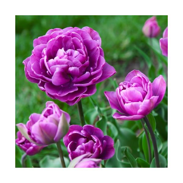 `[bv u[_CAh d炫 v^[1t̃`[bv S 22pbN HA ~A t  CObVK[f Zbg