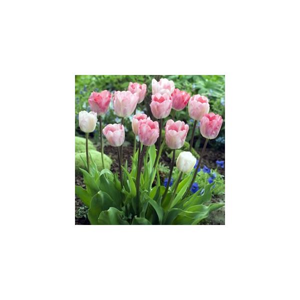 プランター1個でどれくらい植えられますか？という質問をよくいただきます。皆さん、10球くらいしか植えられないと思っているみたいで・・・実は2〜30球くらい、平気で植えて育てられます。チューリップはまとめてたくさん咲かせるのが醍醐味。切り花に...