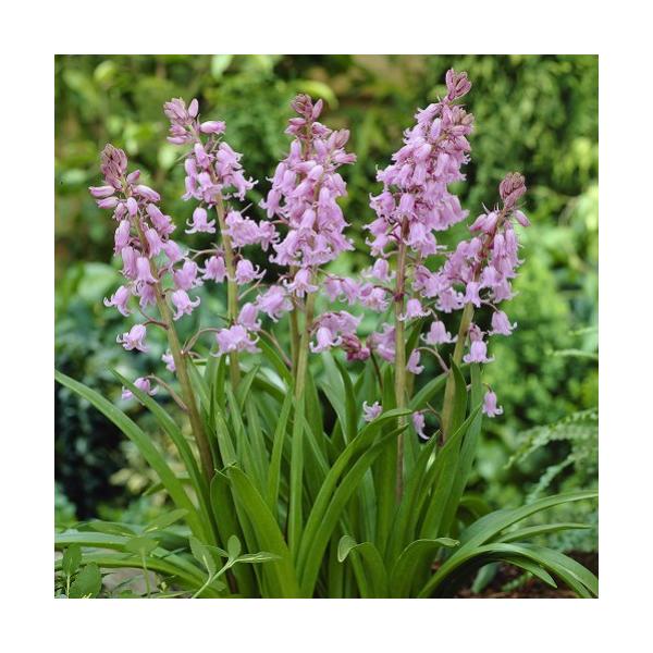 V[ Jpj[^ sN 30pbN  S HA ~A t炫  CObVK[f Zbg