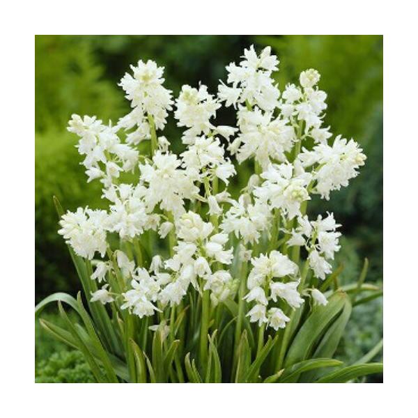 V[Jpj[^ zCg 10pbN HA ~A t炫  CObVK[f Zbg