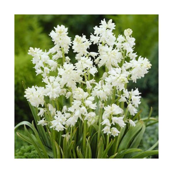 V[ Jpj[^ zCg 30pbN S HA ~A t炫  CObVK[f Zbg