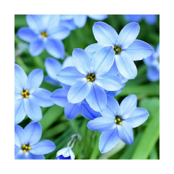 イフェイオン ハナニラ ウイズリーブルー 60球パック 秋植え 冬植え 春咲き 球根 イングリッシュガーデン