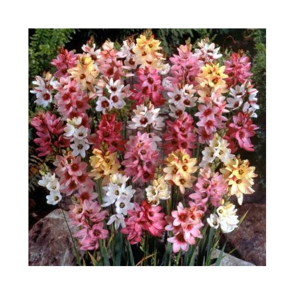 星型の小花がとっても可愛いです。切花でも人気の品種。球根の大きさは様々ですが今年度に発芽を確認した球根です。花色はミックスされた状態で個別の球根に色表示はしておりません。■開花：２〜３月　■草丈１５〜３０ｃｍ前後■お届け時の状態：球根