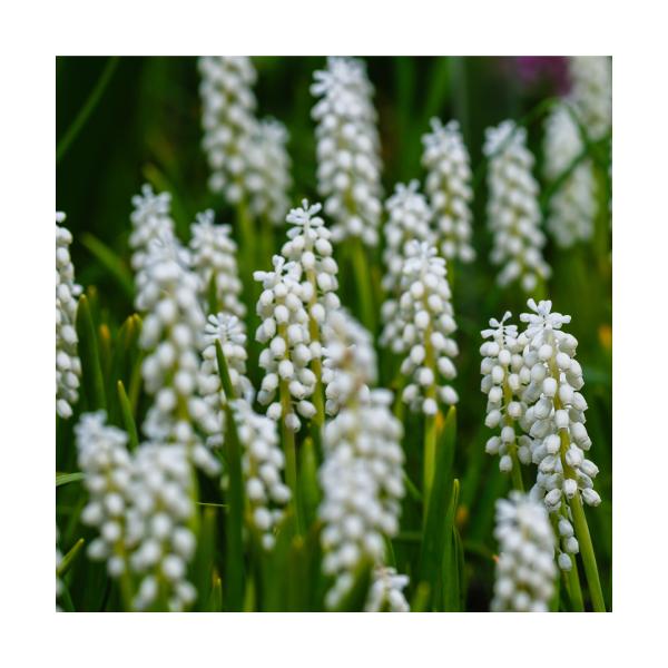 アクセントになるホワイトムスカリ。他色のムスカリと混植しても良いですし、チューリップの周りに植え込むとコントラストがはっきりと分かれてチューリップをさらに引き立ててくれます。まさに秋植え球根の名脇役ですね。ムスカリは気温が高い間は植え込まず...