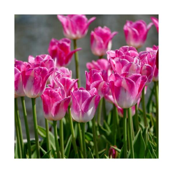 優しい春の風を感じさせる、繊細で落ち着いた色調が魅力の品種です。淡い桃色（ピンク）を基調に、花の下部は白くクリアな印象 のグラデーションが入る優美な色合い。花姿は整っており、ユリ咲き風の細長く伸びるシルエットも感じさせます。主張しすぎず、そ...