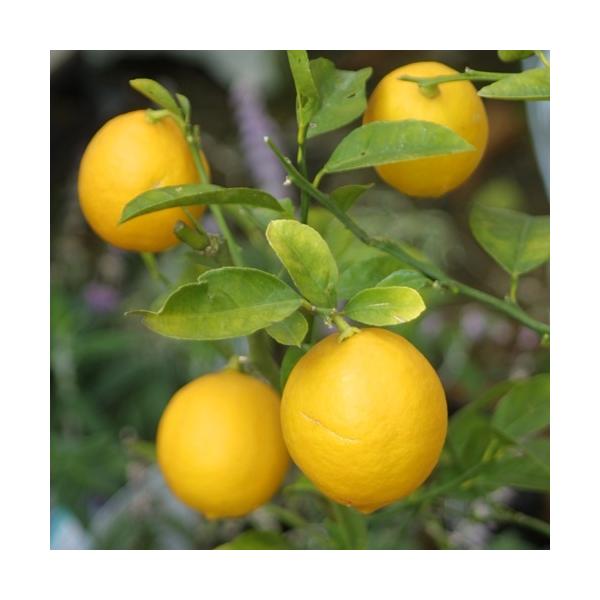 ʎc k  c ̖ rAtJ 4.5(a13.5cm) ʎc k Ύ