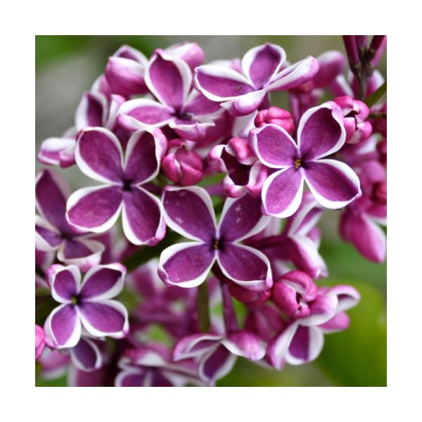 植木 盆栽 ライラックの人気商品 通販 価格比較 価格 Com