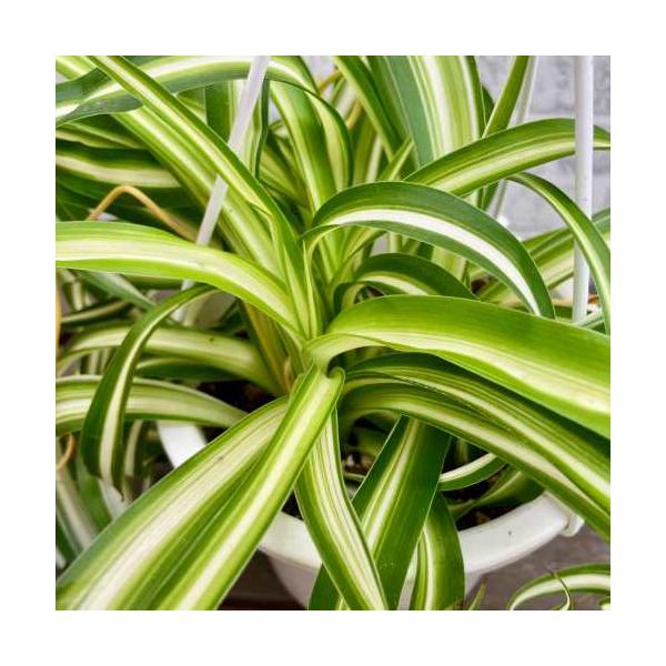 オリヅルラン（折鶴蘭）5号鉢 1個 観葉植物 吊り鉢 : イングの森 花苗