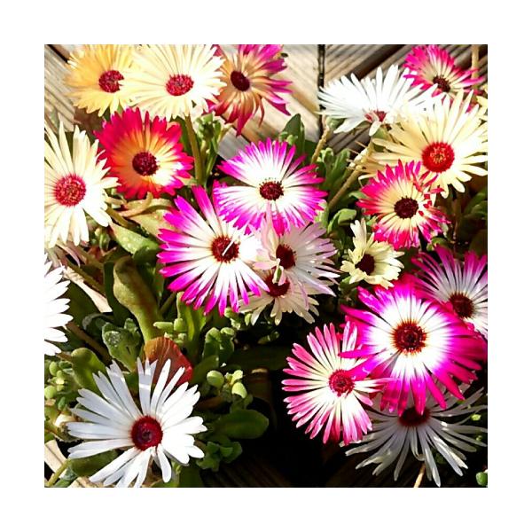 rOXgf[W[  c fCW[ t 2|bgZbg Ԓd 񂹐A