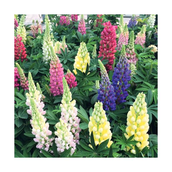 苗 ルピナスの人気商品 通販 価格比較 価格 Com