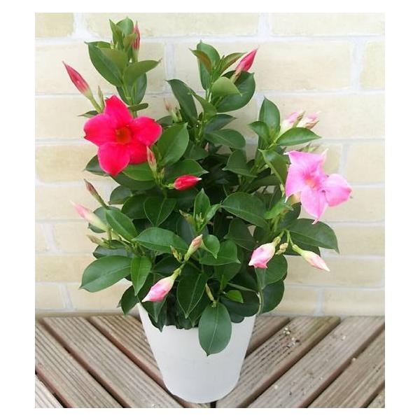 マンデビラ リップギャル 花 鉢植え 苗 赤とピンクの2色が咲きます 5号鉢 デプラデニア お一人様一個限定 N Mandrpg イングの森 花 苗 球根 育て方 通販 Yahoo ショッピング