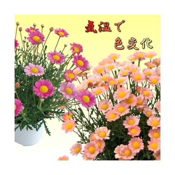 マーガレット 花 苗 梅ソーダ 開花時期で花色が変わります １株 宿根草 栄養系 N Mar Ime イングの森 花 苗 育て方 通販 Yahoo ショッピング