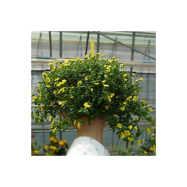 ハンギング 花の人気商品 通販 価格比較 価格 Com