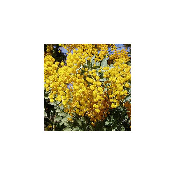 植木 盆栽 ミモザの人気商品 通販 価格比較 価格 Com