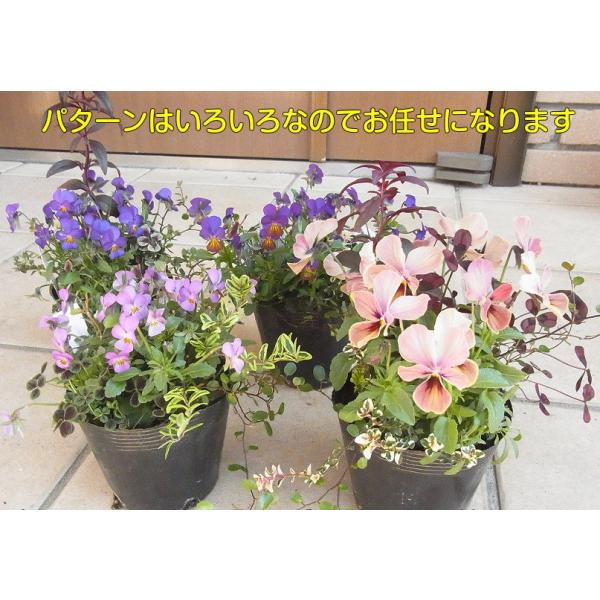 花 苗 ビオラを中心に 4 5種 10 5cmポット 世界にひとつだけの花 ミックス 珍しいお花が一緒に育ってきました Buyee Buyee 日本の通販商品 オークションの代理入札 代理購入