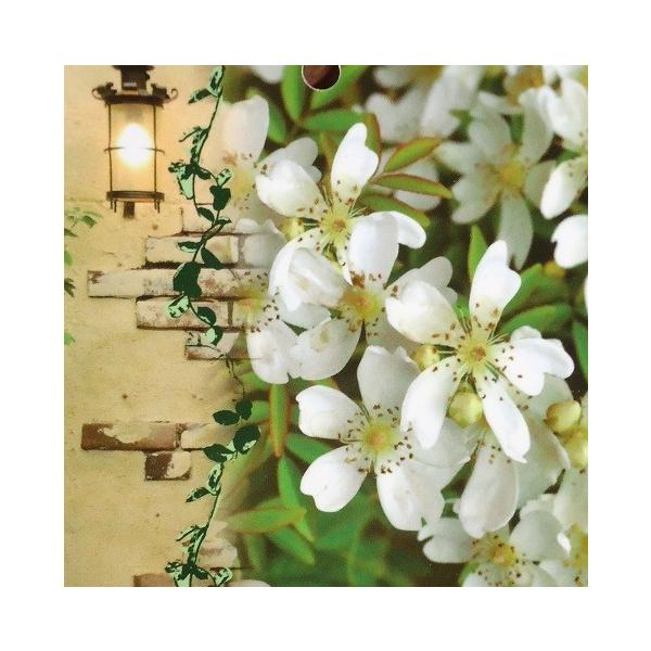 モッコウバラ 木香薔薇 つるばら 花 苗木 春 芳香高い一重咲き 鉢植え 白 12cmポット 全高約60cm N Mokko Single W イングの森 花 苗 育て方 通販 Yahoo ショッピング