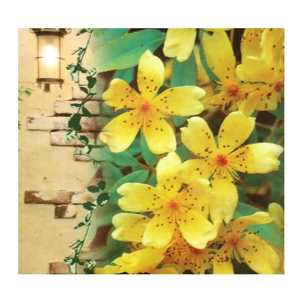 bREo ؍KN ΂  c Fd炫 F12cm|bgڕ S60cm