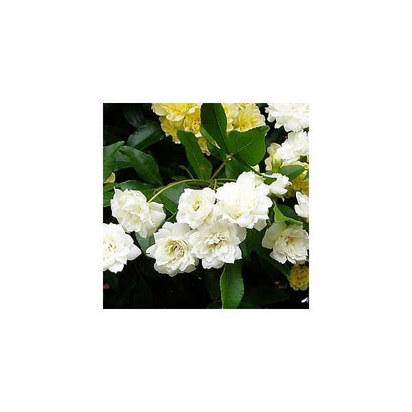 苗 モッコウバラの人気商品・通販・価格比較 - 価格.com