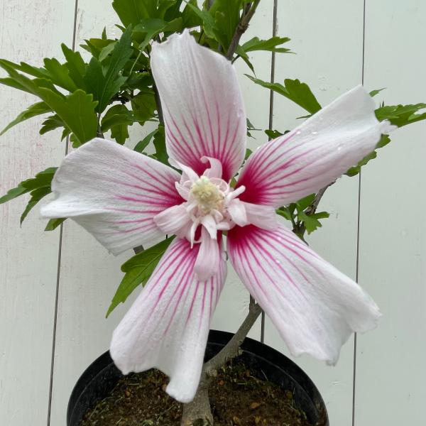 ムクゲ（木槿）スターバーストシフォン 6号（直径18cm）鉢　1個 落葉低木 家庭樹 花木 庭木 生け垣