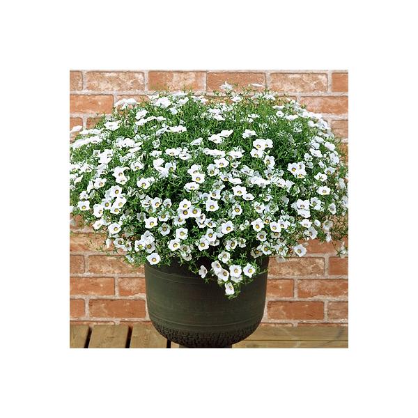 春 花 苗の人気商品 通販 価格比較 価格 Com