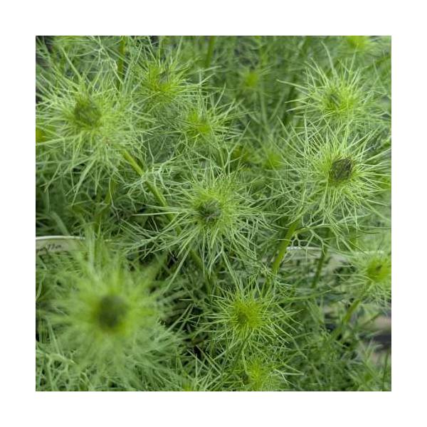 ニゲラ グリーンマジック 3.5号（直径10.5cm）ポット苗 1株 園芸 ガーデン 花壇 コンテナ 庭植 花苗 切り花 ドライフラワー 耐寒