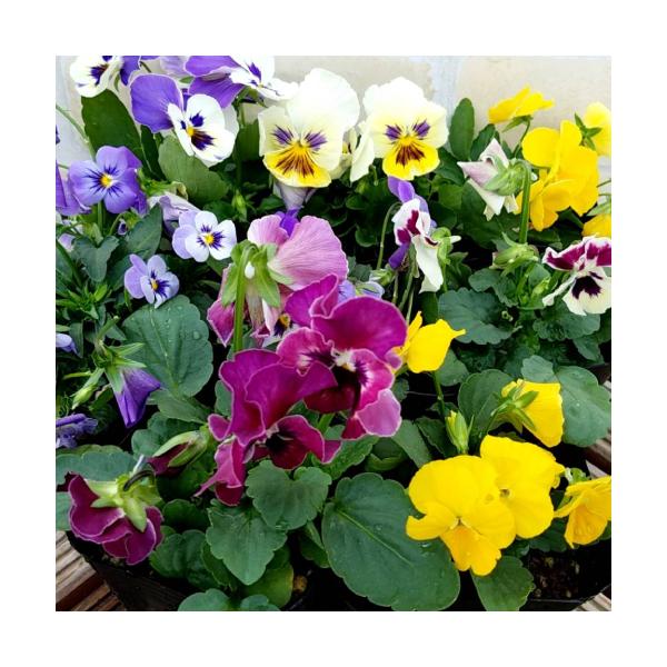 ビオラ 花 苗の人気商品 通販 価格比較 価格 Com