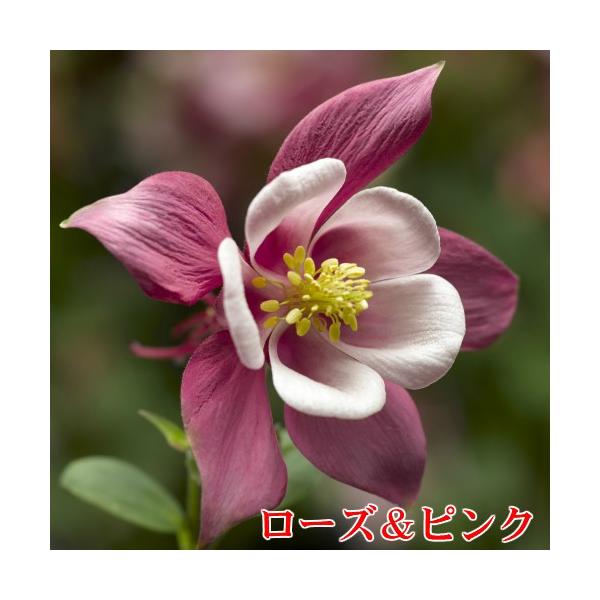 アクイレギア 西洋オダマキ 花 苗 キリガミシリーズ １株 宿根草 寄せ植え 鉢 イングリッシュガーデン Buyee Buyee Japanese Proxy Service Buy From Japan Bot Online
