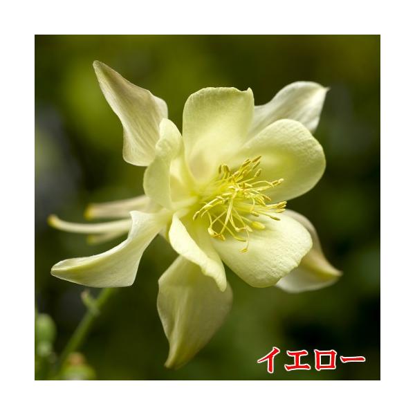 アクイレギア 西洋オダマキ 花 苗 キリガミシリーズ １株 宿根草 寄せ植え 鉢 イングリッシュガーデン Buyee Buyee Japanese Proxy Service Buy From Japan Bot Online