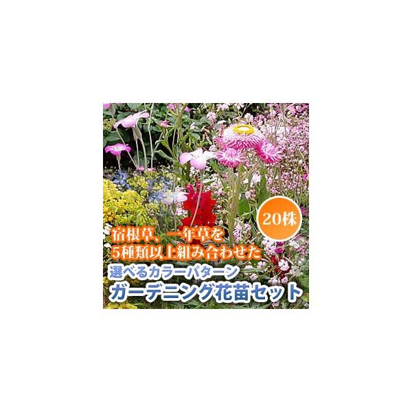 宿根草もいっぱい 選べるカラーパターン ガーデニング 花苗セット ２０株セット 全国送料無料 他品同梱可 Buyee Buyee 日本の通販 商品 オークションの代理入札 代理購入