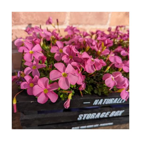 「桃の輝き」はきれいな桃色の花の品種で、日の光を受けて明るいピンクの花が輝くように開花します。寒さに強く、霜にあたっても枯れないほど強健で育てやすい品種。特に花の少ない冬の間ずっと咲きつづけてくれますので、花壇や鉢花で活躍します。日光が当た...