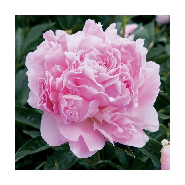 芍薬 鉢植え みんな探してる人気モノ 芍薬 鉢植え