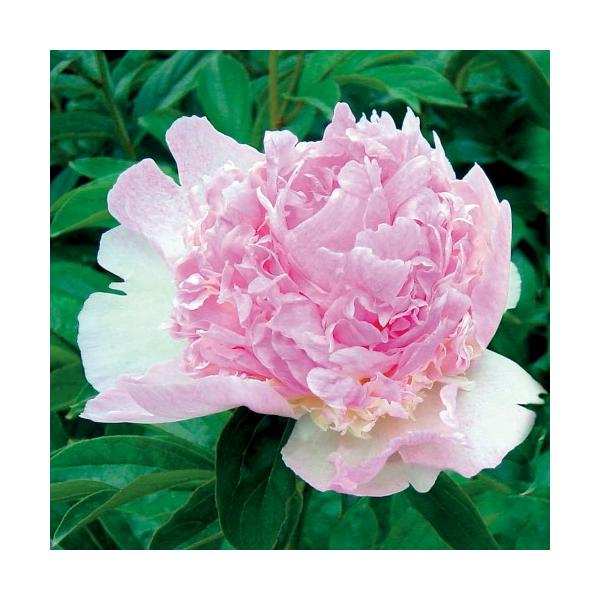 h 䉖 ( VNN ) Yx[T_[ ς炫Ii t12cm|bgc