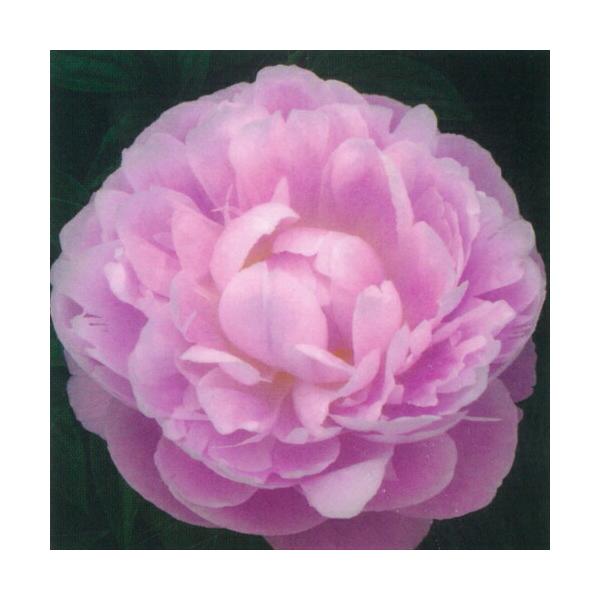 シャクヤクの人気商品 通販 価格比較 価格 Com