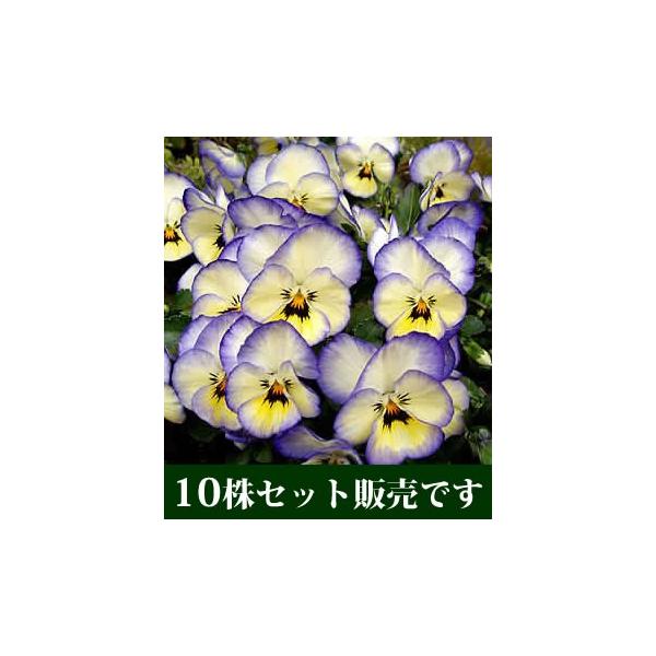 悭炭X~ \[_ |bgc 10Zbg E Ei ݂ pW[ rI c CObVK[f 񂹐A