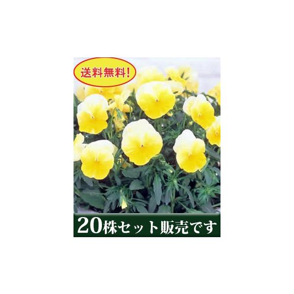 悭炭X~ l[h |bgc 20Zbg  i pW[ rI ݂ c 񂹐A