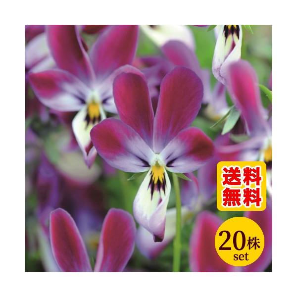 苗 パンジー ビオラの人気商品 通販 価格比較 価格 Com