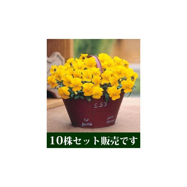 rI rr NACG[Cv |bgc 10Zbg E Ei pW[ rI ݂ c 񂹐A