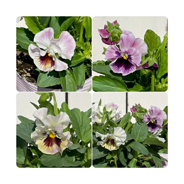 フリル咲きパンジー ファルダ 3.5号（直径10.5cm）ポット苗 1個 色