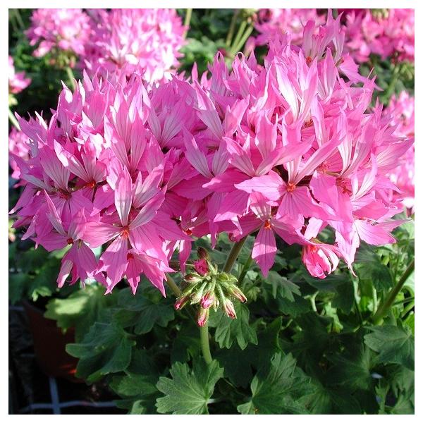 宿根草栄養系ゼラニューム ゼラニウム ユーロスターファイヤーワークスピンク１株 Buyee Buyee 日本の通販商品 オークションの代理入札 代理購入