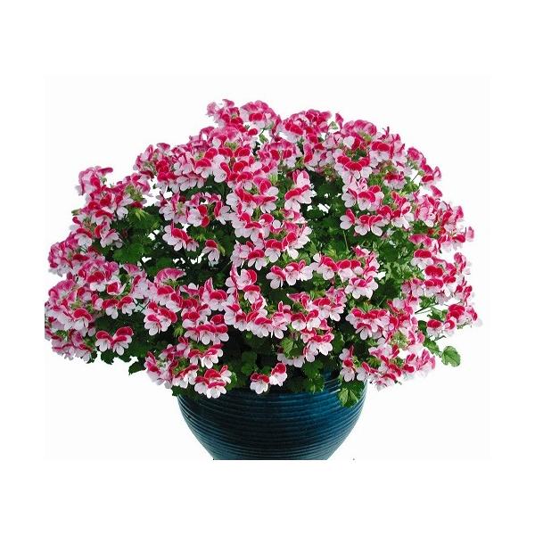 エンジェルアイズ