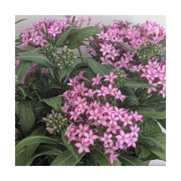 ペンタス ギャラクシーパープルスター 3号 (直径9cm) ポット苗 １株 寄せ植え ガーデン 花壇 鉢植え 花苗 紫