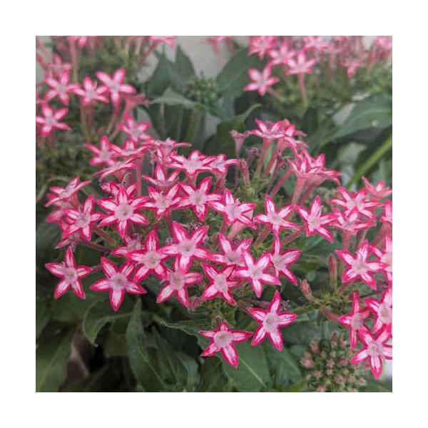 ペンタス ギャラクシーレッドスター 3号 (直径9cm) ポット苗 １株 寄せ植え ガーデン 花壇 鉢植え 花苗 赤
