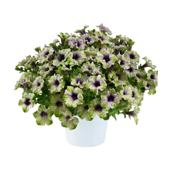 ペチュニア アマゾナス プラム コカトゥ 3号（直径9cm）ポット苗　1株 寄せ植え 季節の花苗 イングリッシュガーデンに